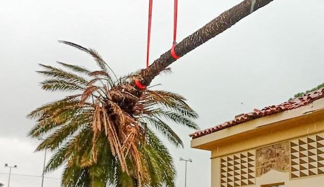 Maltempo, una palma cade sul tetto dell’oratorio ad Arborea
