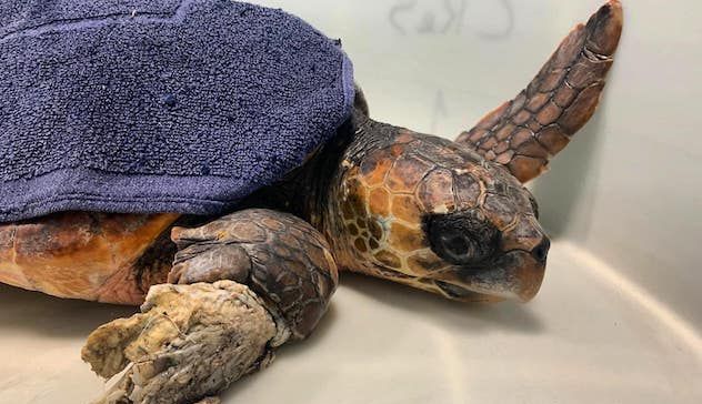 Intrappolata dal nylon, tartaruga salvata sulla costa di Arbus 