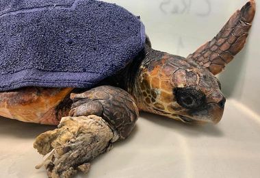 Intrappolata dal nylon, tartaruga salvata sulla costa di Arbus 