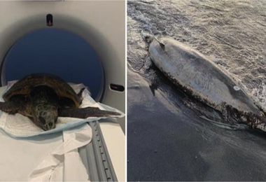 Caretta caretta e delfino morti in spiaggia a Gonnesa e Arborea