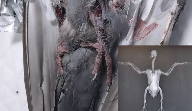 Sassari. Parla veterinaria del piccione ucciso a bastonate: “La società deve riflettere”