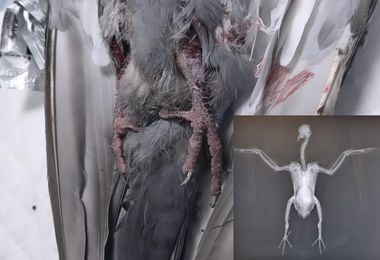 Sassari. Parla veterinaria del piccione ucciso a bastonate: “La società deve riflettere”