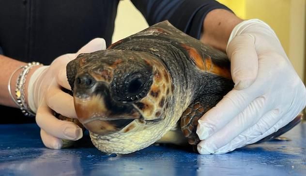 La tartaruga Francesca salvata in mare ad Alghero dal Corpo Forestale