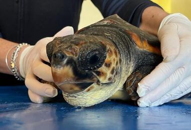 La tartaruga Francesca salvata in mare ad Alghero dal Corpo Forestale