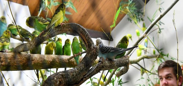Proteggere la fauna ornitologica per rigenerare le foreste