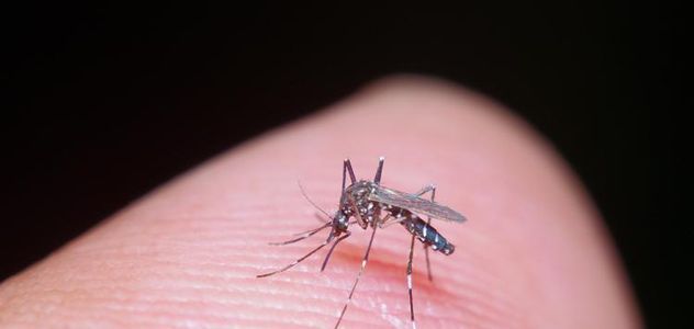 Sospetto caso di Dengue a Olbia, il sindaco: “Nessuna preoccupazione”