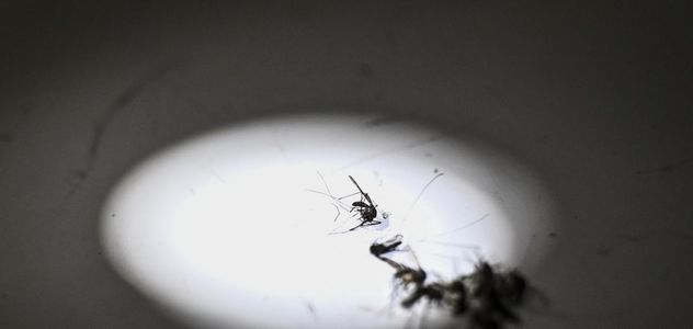 Tornerà la malaria in Italia? L'esperto 'no allarme ma guardia alta'