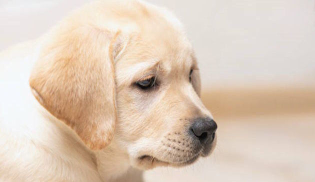 Il Ministero della Salute vieta il “puppy yoga”, “Usare cuccioli è illegale”
