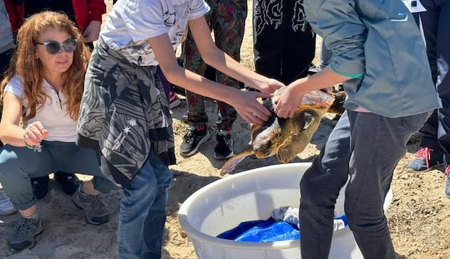 Alghero. Tartaruga caretta caretta torna in mare dopo le cure 