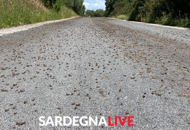 Nuoro. Emergenza cavallette in Sardegna, 361 interventi disinfestazione 