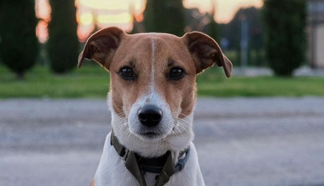 Il cagnolino Milo, aggredito e ucciso da un cane libero