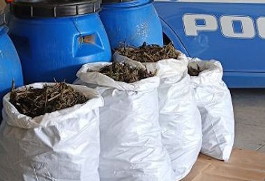 Orosei, 20 chili di marijuana nascosta tra la vegetazione