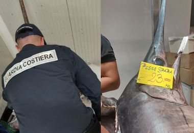 Controlli da Cagliari a Bosa: Guardia Costiera sequestra oltre 315 kg di pesce