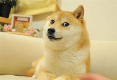 Morta Kabosu, il cane che aveva ispirato il meme più famoso al mondo