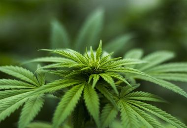 Cannabis: Furfaro, 'Governo fa chiudere 3.000 imprese e licenziare 15mila lavoratori'