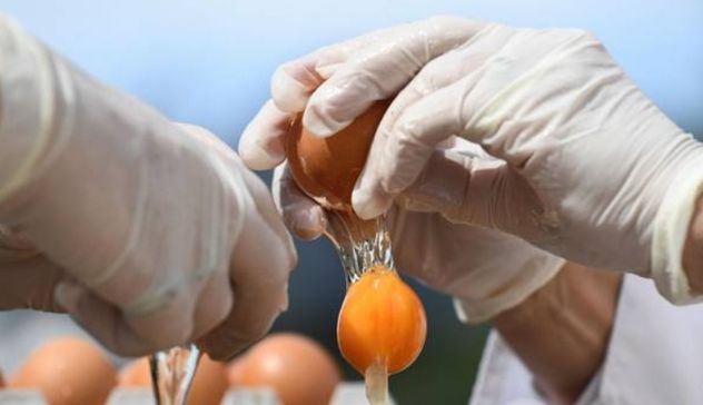 Uova contaminate: arriveranno oggi i risultati delle analisi 
