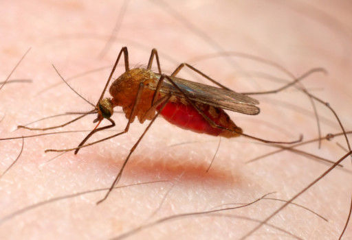 Bimba di 4 anni muore di malaria: ancora mistero su come la piccola abbia contratto la malattia