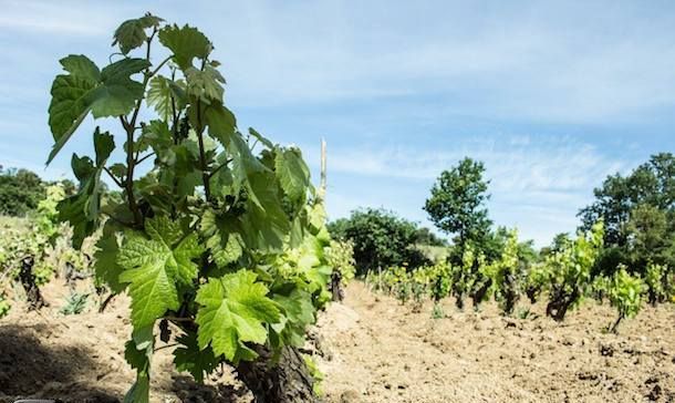 La Regione stanzia 800mila euro per gli investimenti vitivinicoli