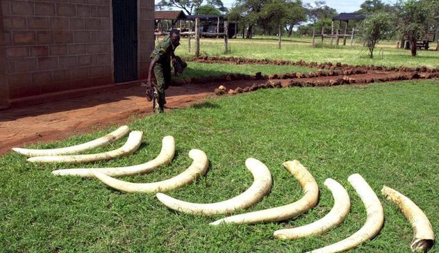 Una famiglia riceve undici zanne di elefante africano in eredità 