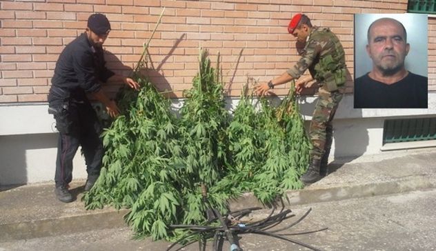 Mores. Sorpreso a coltivare marijuana: arrestato 54enne