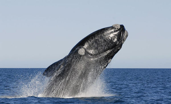 Argentina, il tocco gentile della balena: solleva il kayak e lo riposa