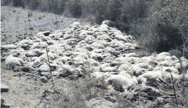 Pecore e cani maremmani torturati e sgozzati a Ploaghe: la Lega Antivivisezionista parte civile