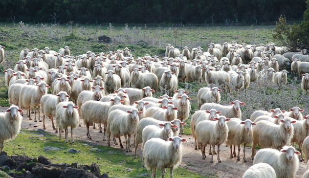 Latte: risorse ai pastori dopo la declaratoria Ministero 