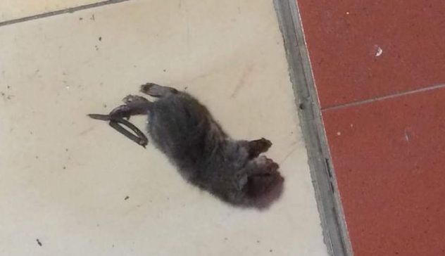 Il liceo scientifico di Ozieri infestato dai ratti: studenti in protesta