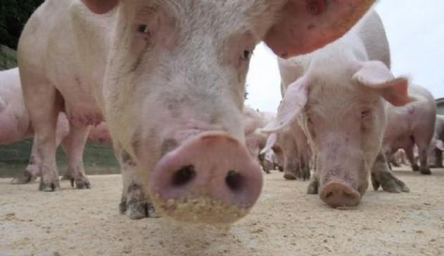 Allarme trichinella in Sardegna dopo l'abbattimento di maiali allo stato brado
