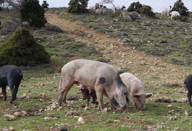 Peste suina, individuato allevamento di maiali non registrati: animali in quarantena e 10mila euro di sanzione al proprietario