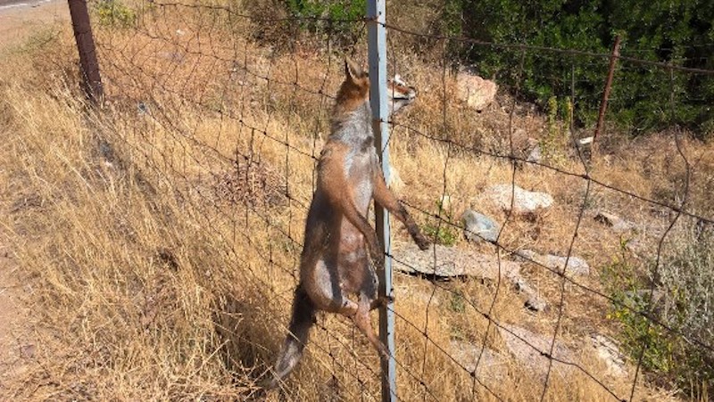 Le associazioni ecologiste: “Non c’è pace per le volpi in Sardegna, due Volpi impiccate a Osilo”