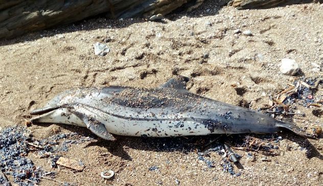 Le mareggiate lasciano un delfino morto sulla spiaggia dell'Argentiera