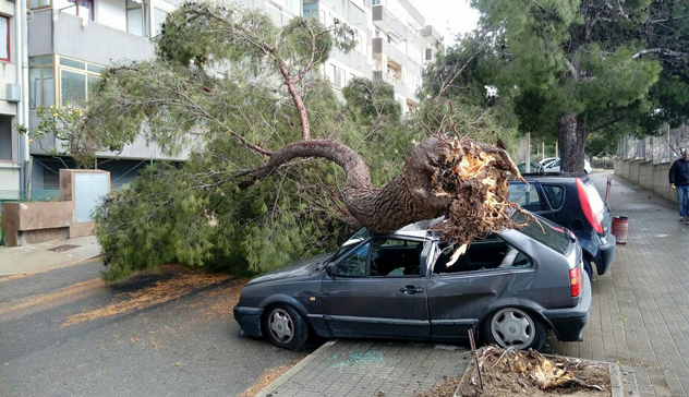  Maltempo, vento di burrasca spazza la città: albero caduto in via Codroipo 