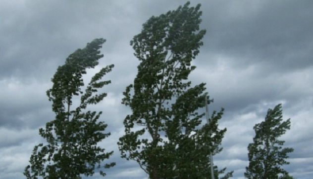 Maltempo: il vento abbatte due alberi