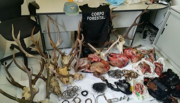 Sette operai di Forestas indagati per bracconaggio: uccidevano cervi e cinghiali per poi venderli