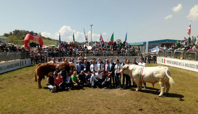 Incoronati i vincitori della 7° Mostra nazionale di bovini da carne Charolaise e Limousine