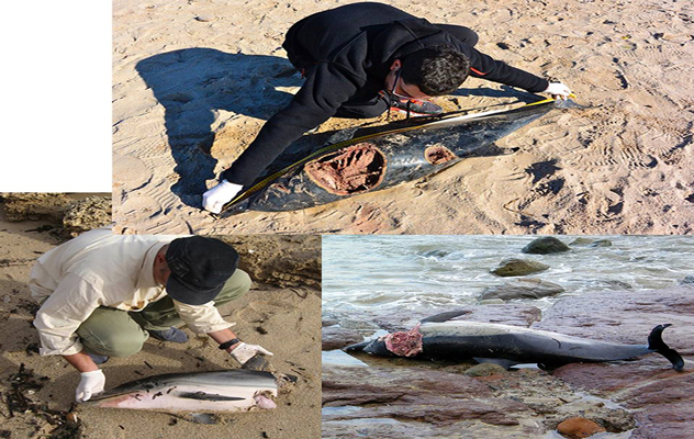 Attacchi di squali in Sardegna, delfini divorati e lasciati a pezzi in mare