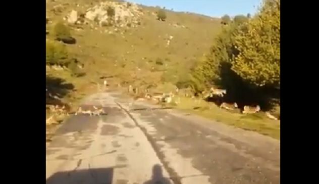 Decine di mufloni attraversano la strada sul Gennargentu | VIDEO
