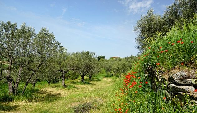 Domani corso di olivicoltura