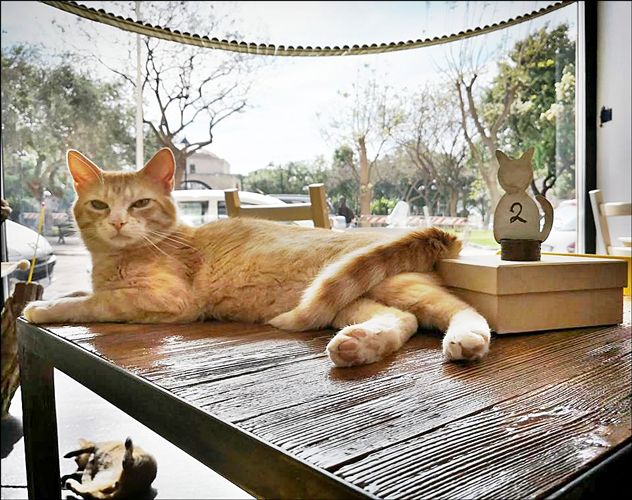  Benvenuti al Micibo Cat Cafe, la ‘casa di 8 gatti’ pronti ad accogliervi tra grattini e fusa 