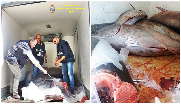 La Guardia di Finanza sequestra mille chili di tonno rosso, scatta la maxi multa   