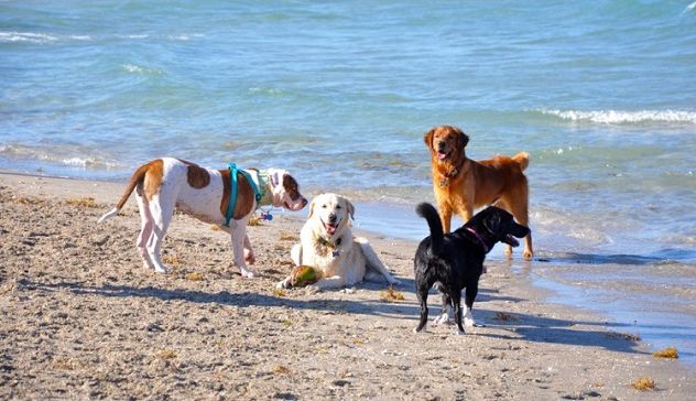 Novità per gli amanti dei cani: due nuove dog beach a Orosei