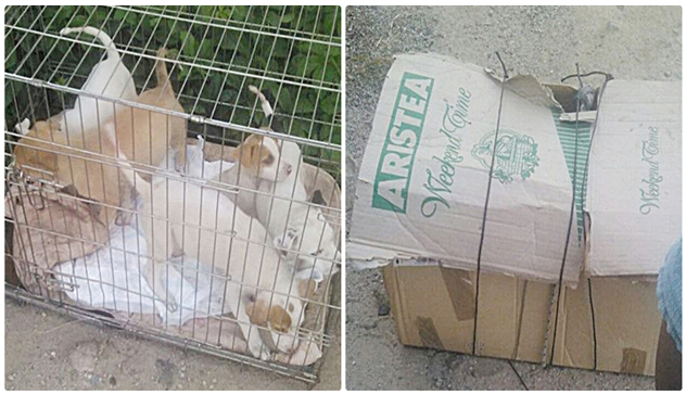 Cuccioli chiusi dentro una scatola di cartone sotto il sole: salvi per miracolo