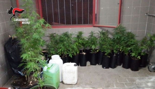 Sorpresi a irrigare piante di marijuana: due arresti