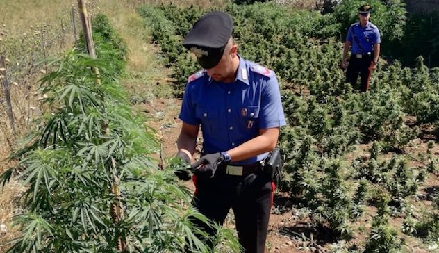Coltivazione di cannabis: i Carabinieri arrestano un 25enne