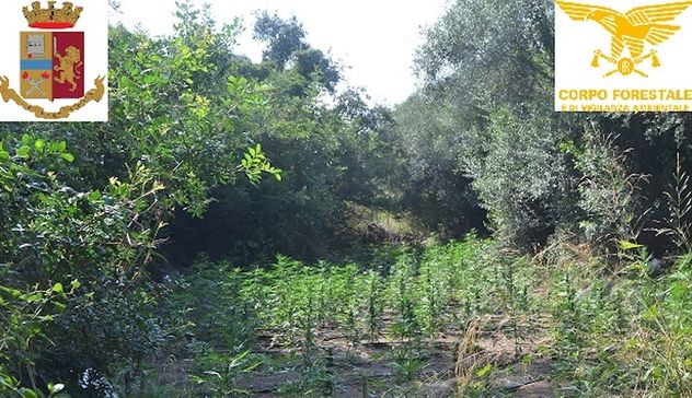 Scoperta imponente piantagione di cannabis: due arresti