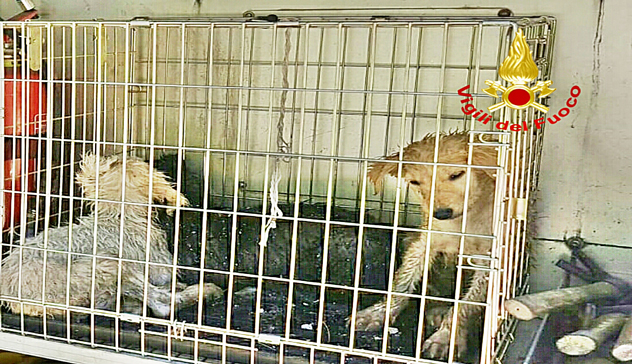 Sos per tre cagnolini finiti in un canale: salvati dai Vigili del Fuoco