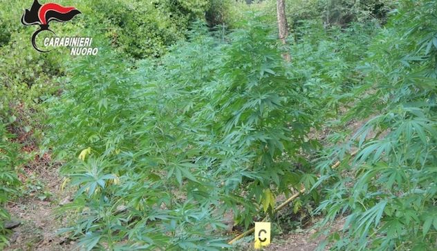 Orosei. Sorpreso a coltivare marijuana: arrestato 39enne