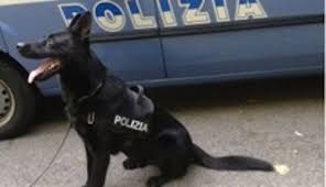 Cane poliziotto “accusato” di essere fascista durante il consiglio comunale