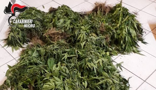 Scoperta piantagione di cannabis: sequestrate 100 piante